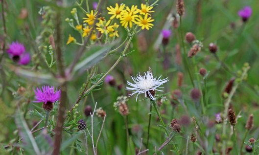 200830 white knapweed (2)