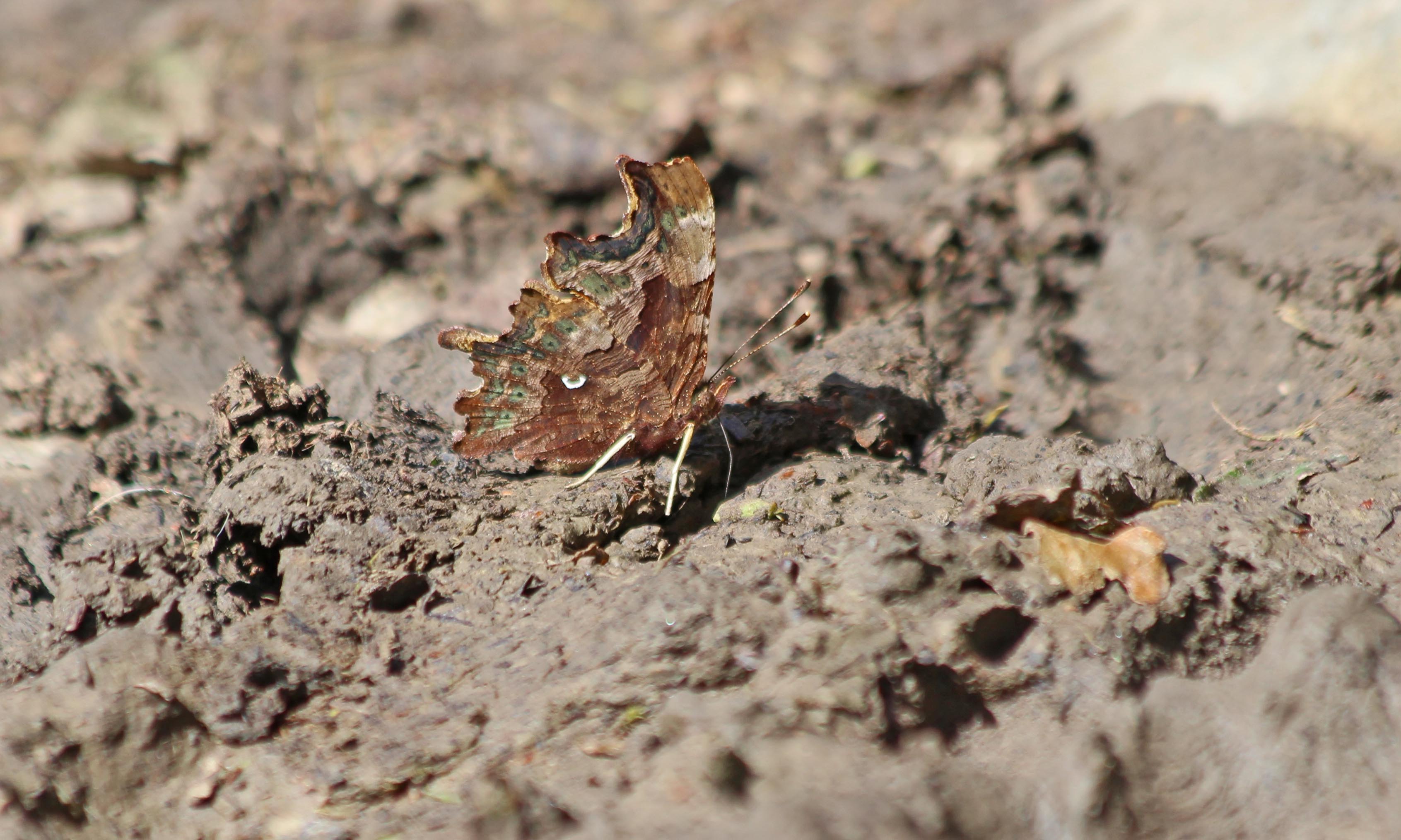 200831 comma