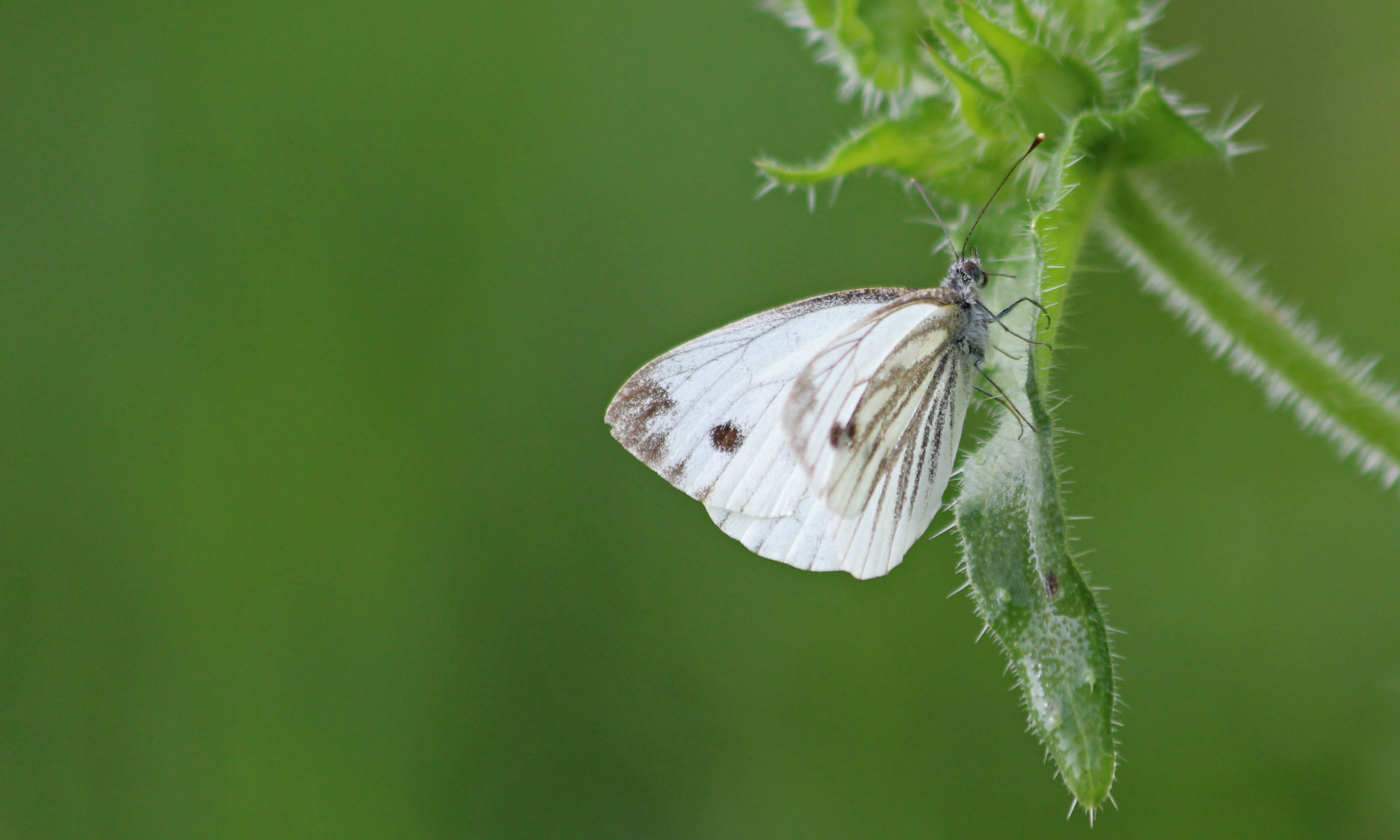 200831 green-veined white