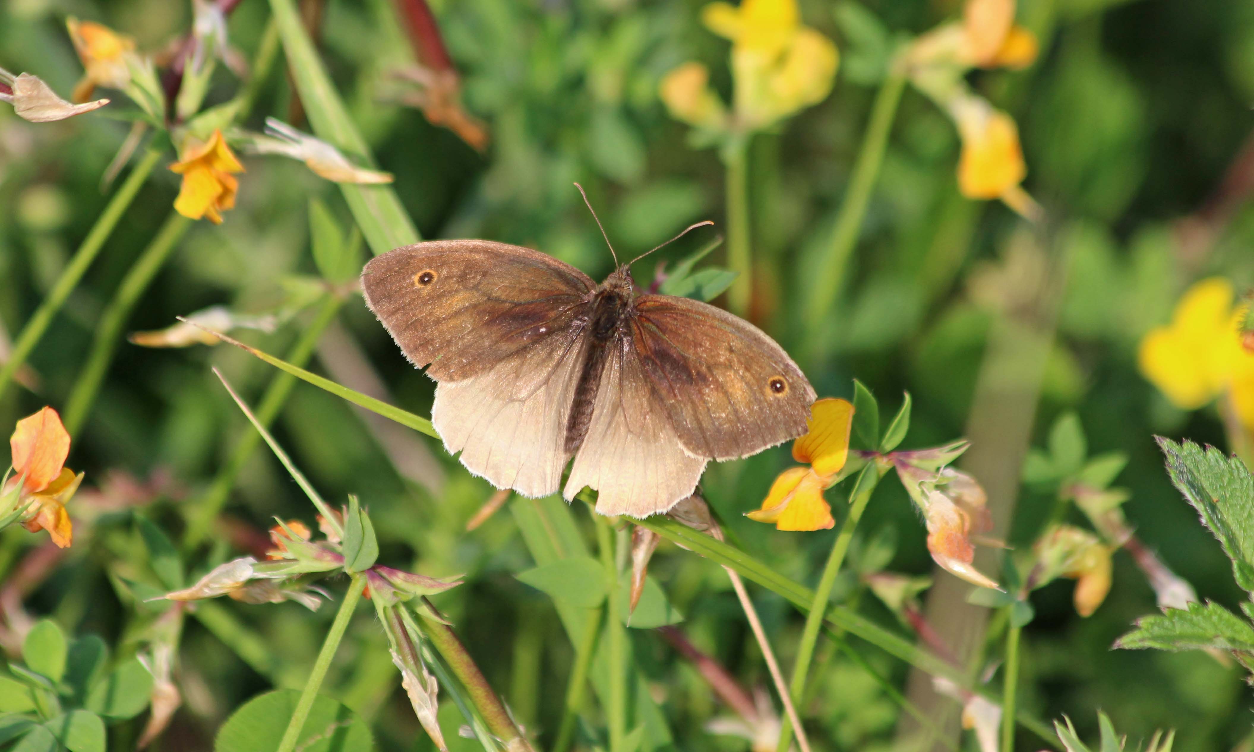 200831 meadow brown