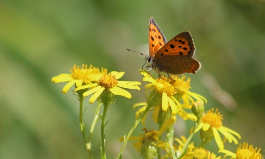 200831 small copper