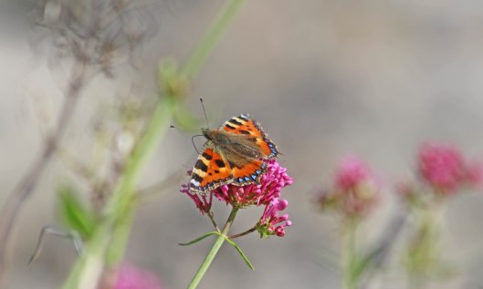 200831 small tortoiseshell