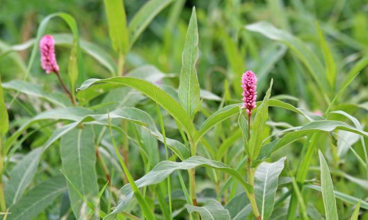 200903 amphibious bistort (2)