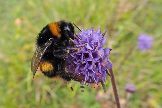 200905 buff-tail queen