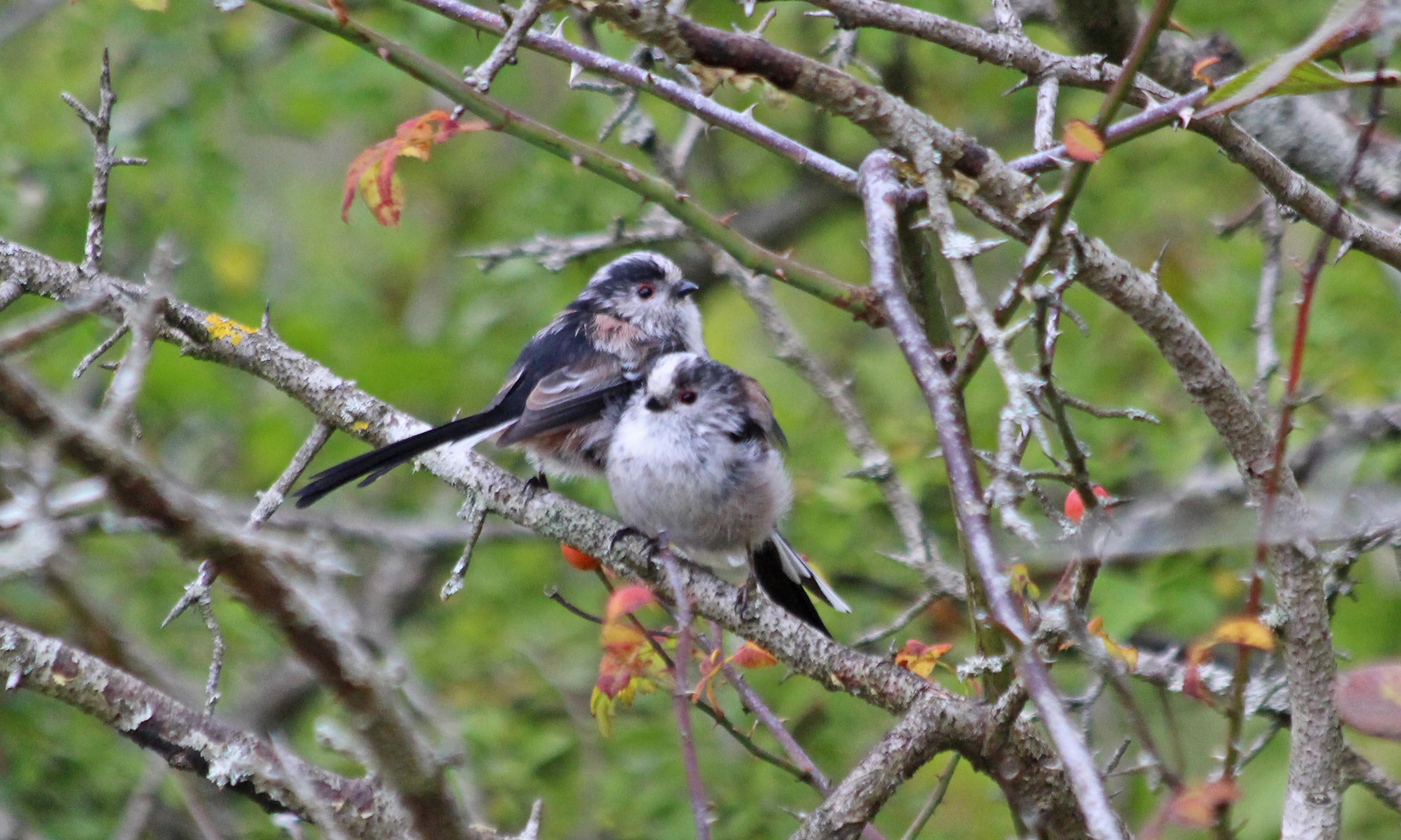 200908 long-tailed tits (1)