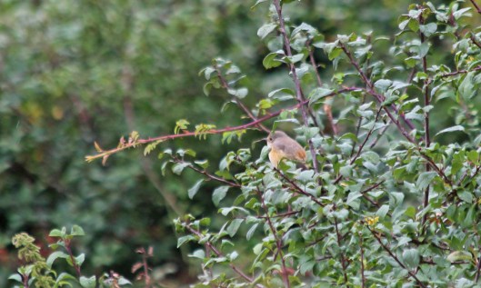 200908 redstart (2)