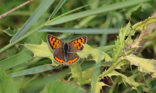 200910 small copper (2)