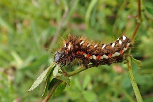 200911 knot grass larva (3)