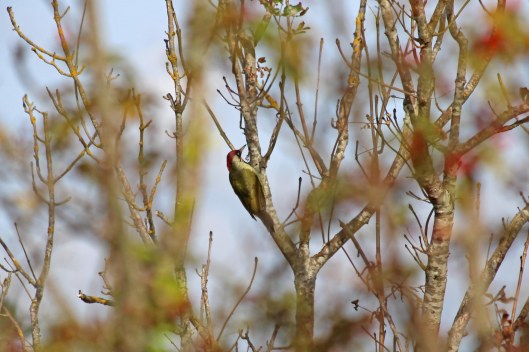 200915 green woodpecker