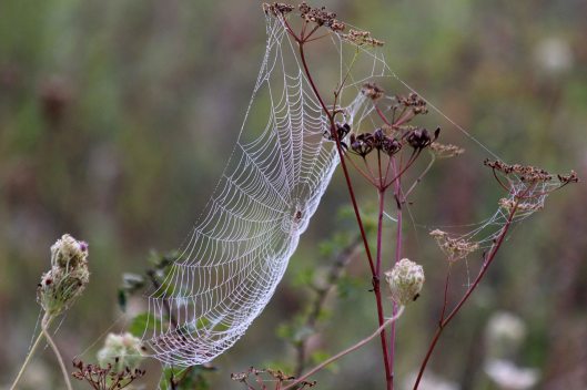 200918 cobwebs (3)