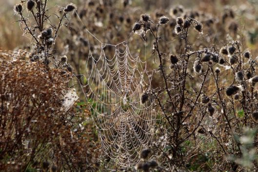 200918 cobwebs (4)