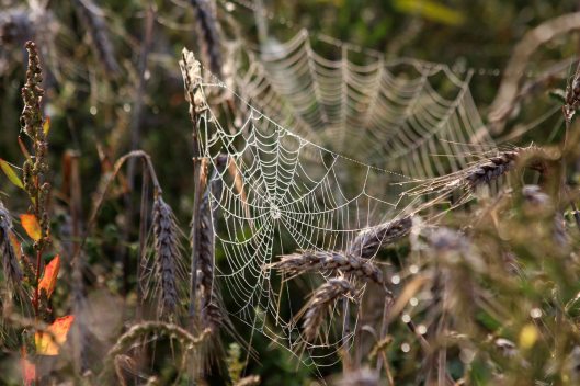 200918 cobwebs (6)