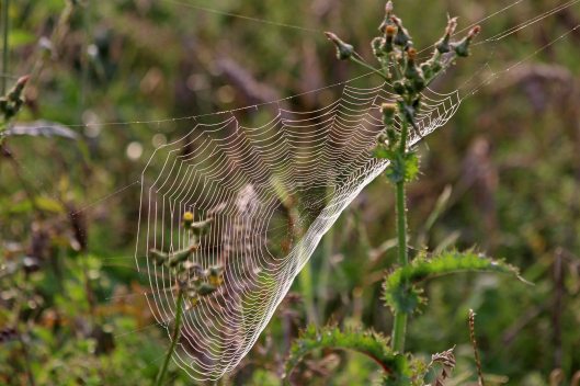200918 cobwebs (7)