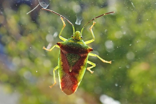 200923 hawthorn shieldbug