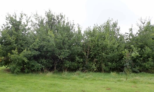 200924 oak galls (1)