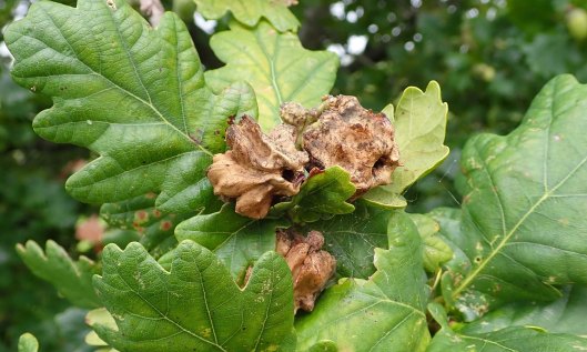 200924 oak galls (2) knopper