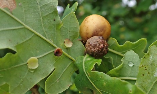 200924 oak galls (3) marble