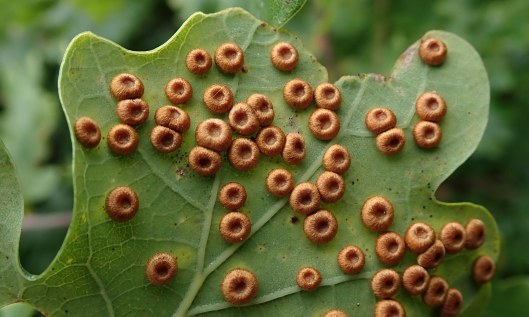 200924 oak galls (6) silk button