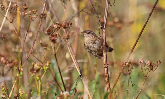 200925 wren (3)