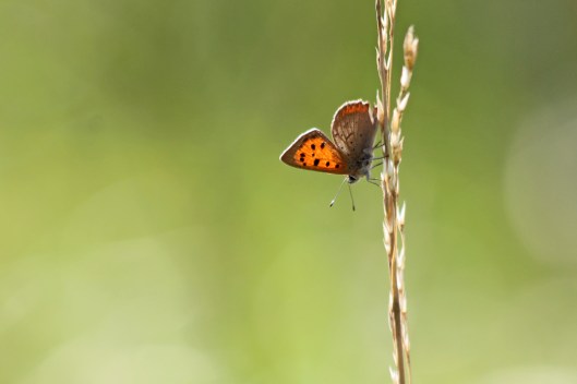 200926 small copper