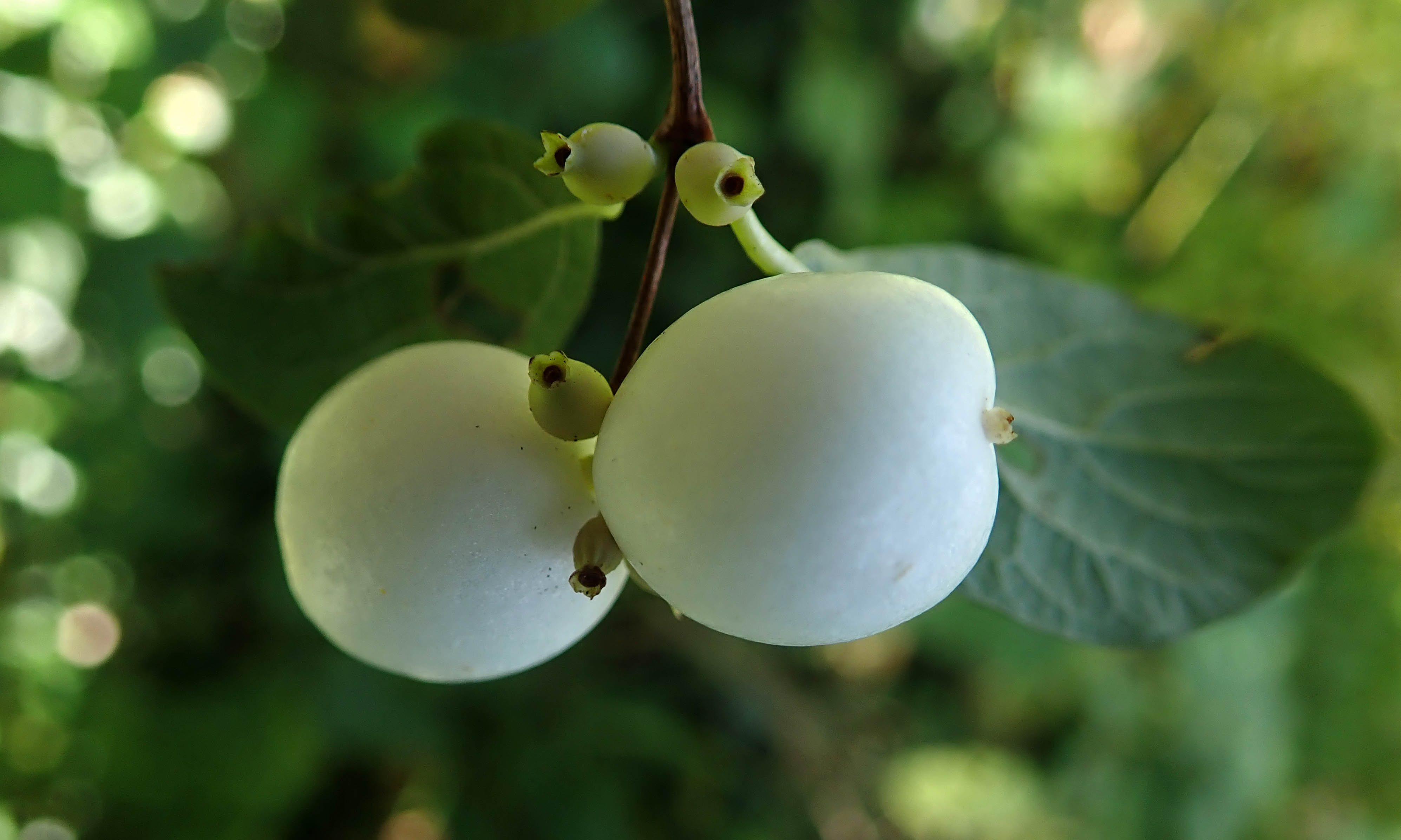 200927 2 snowberry