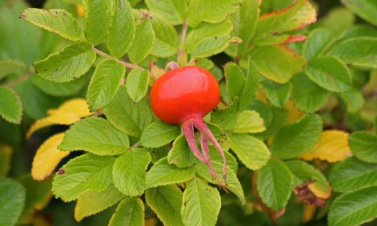 200927 5 japanese rose