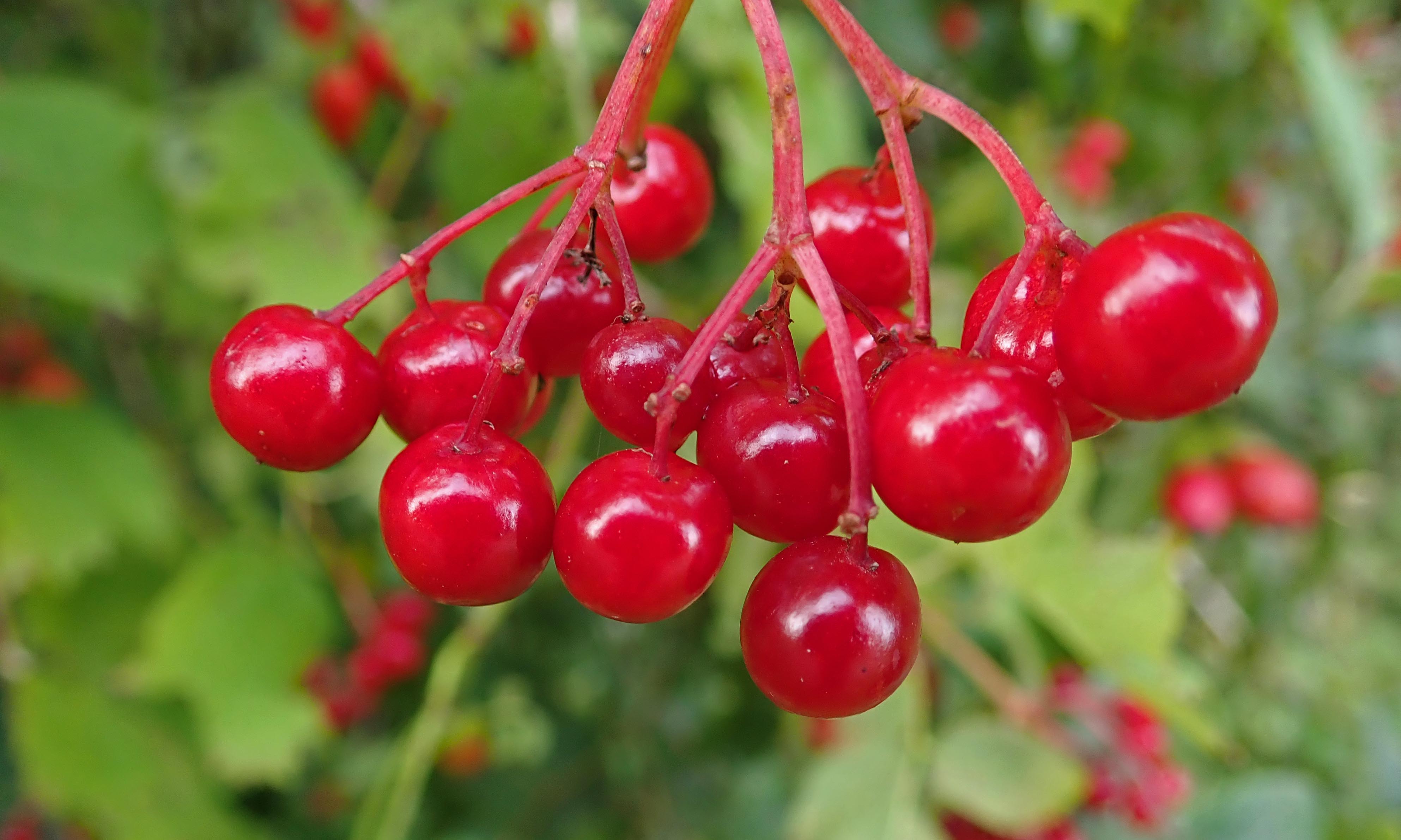 200927 7 guelder rose