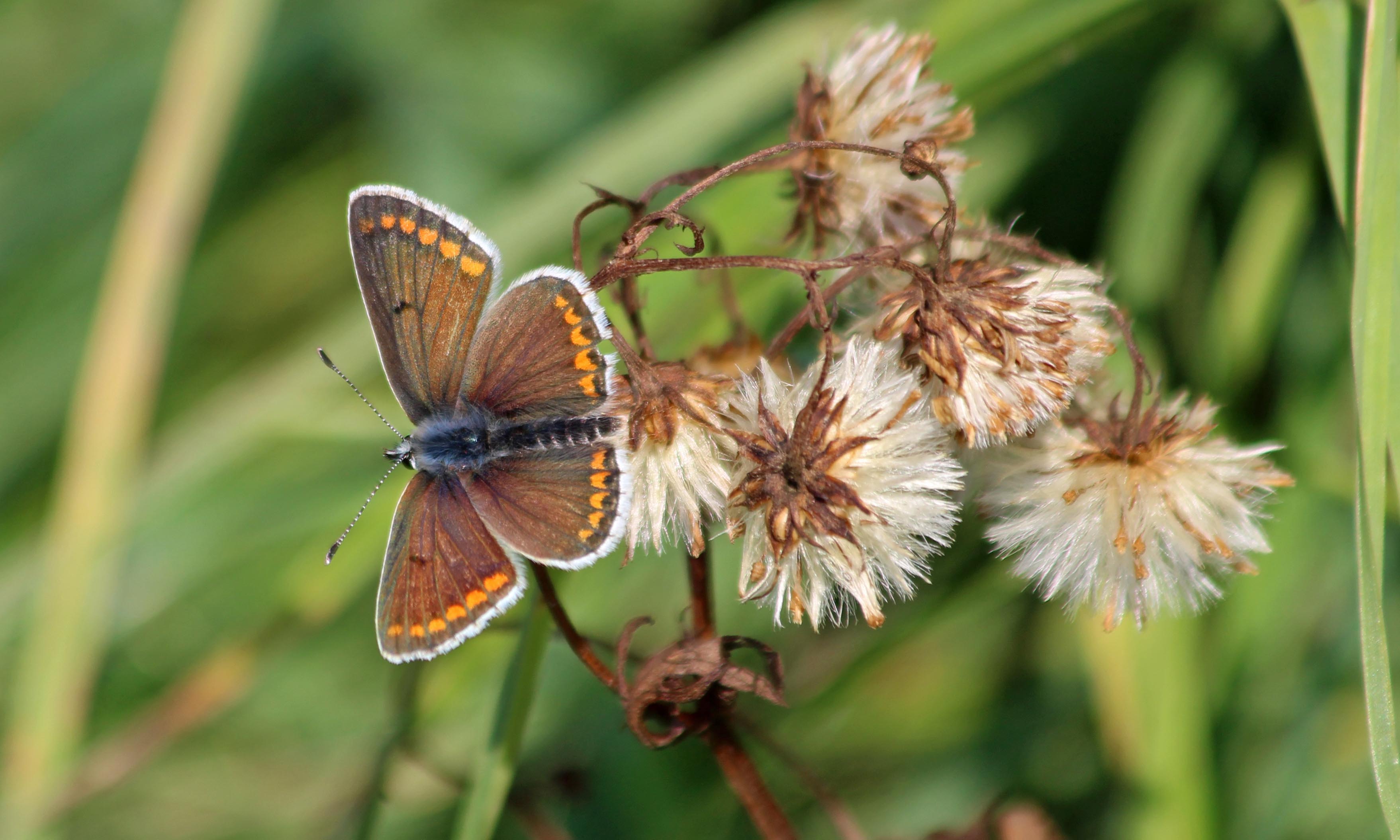 200930 brown argus (1)