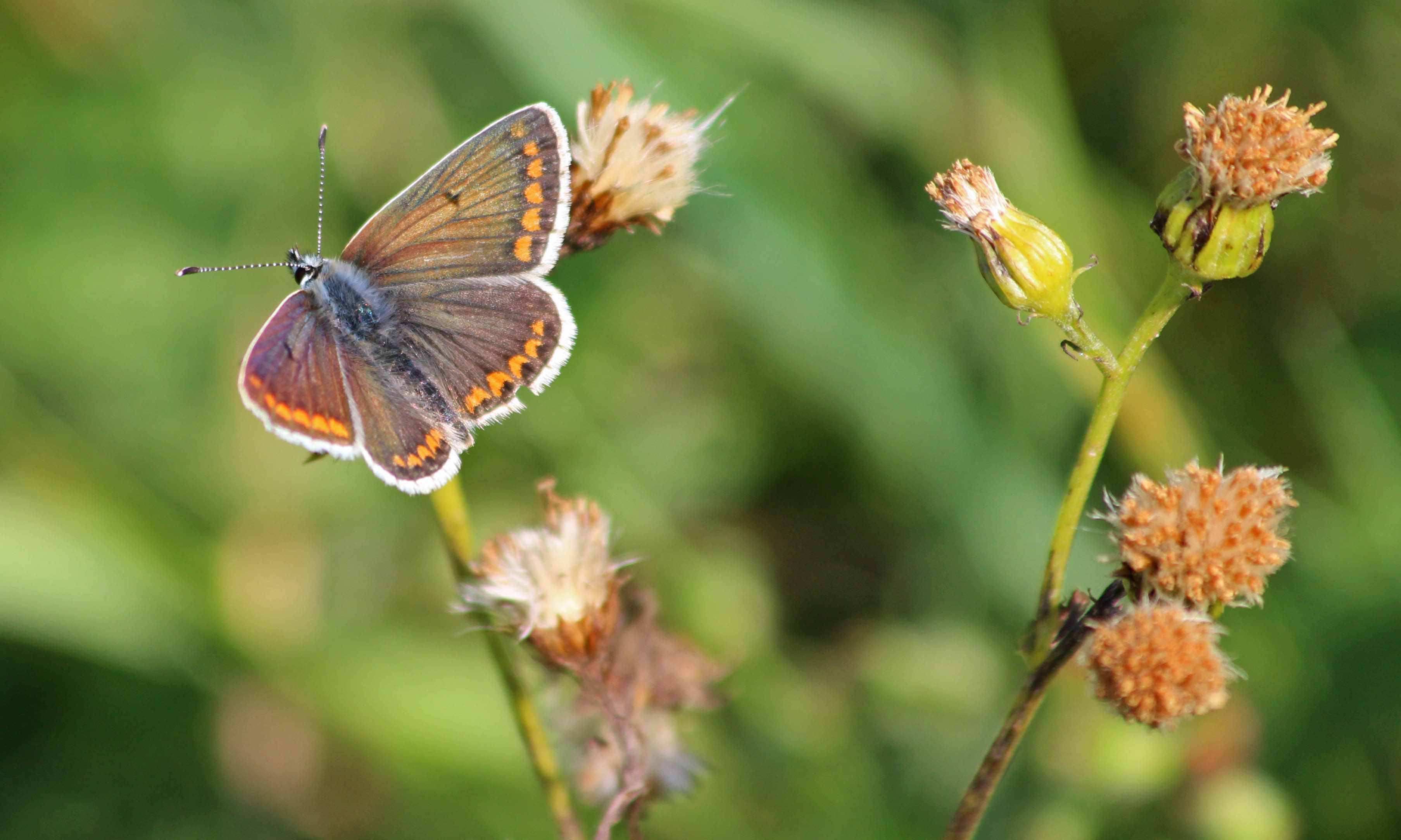 200930 brown argus (2)