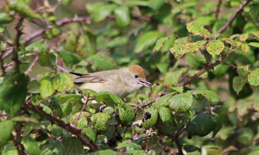 201005 blackcap (4)