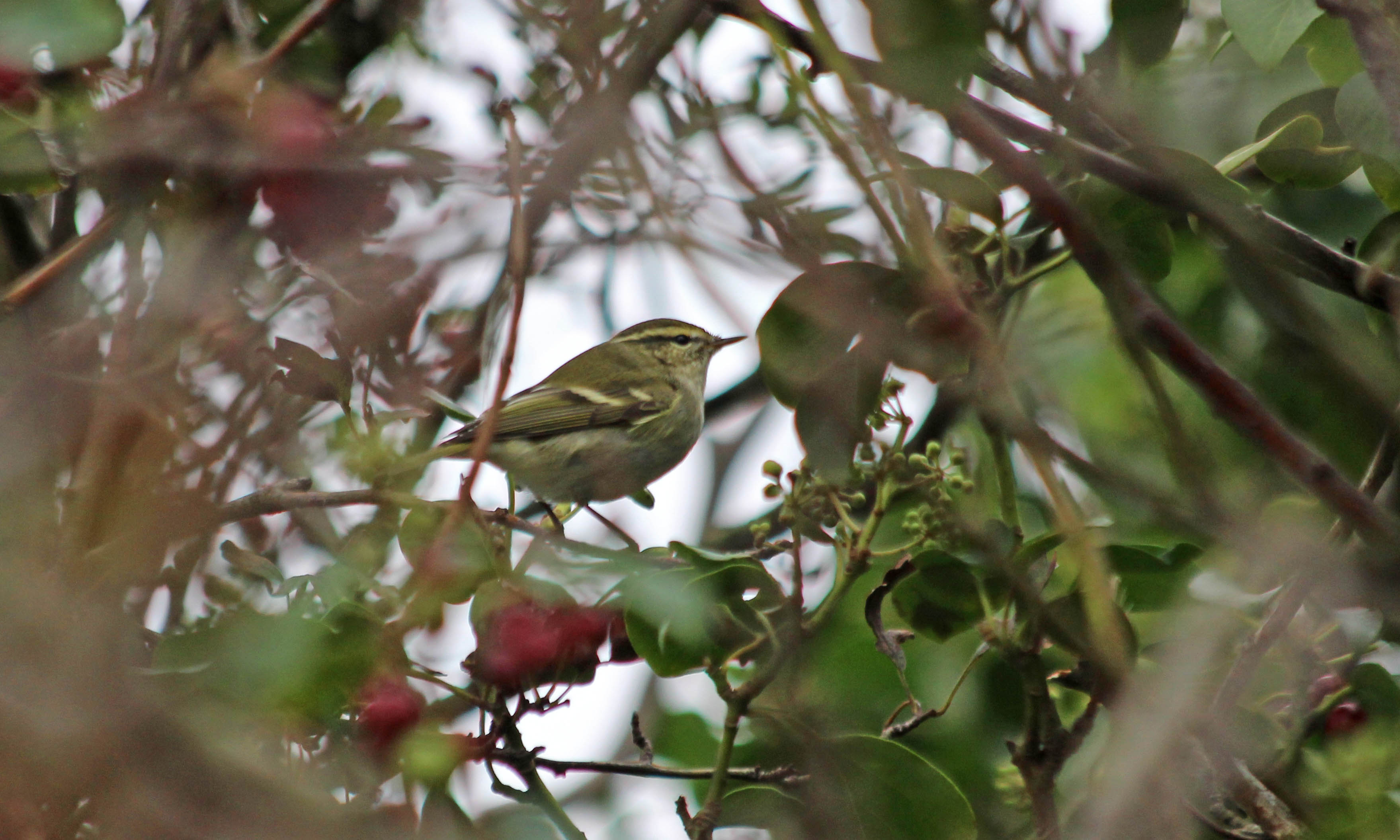 201006 yellow-browed warbler (1)