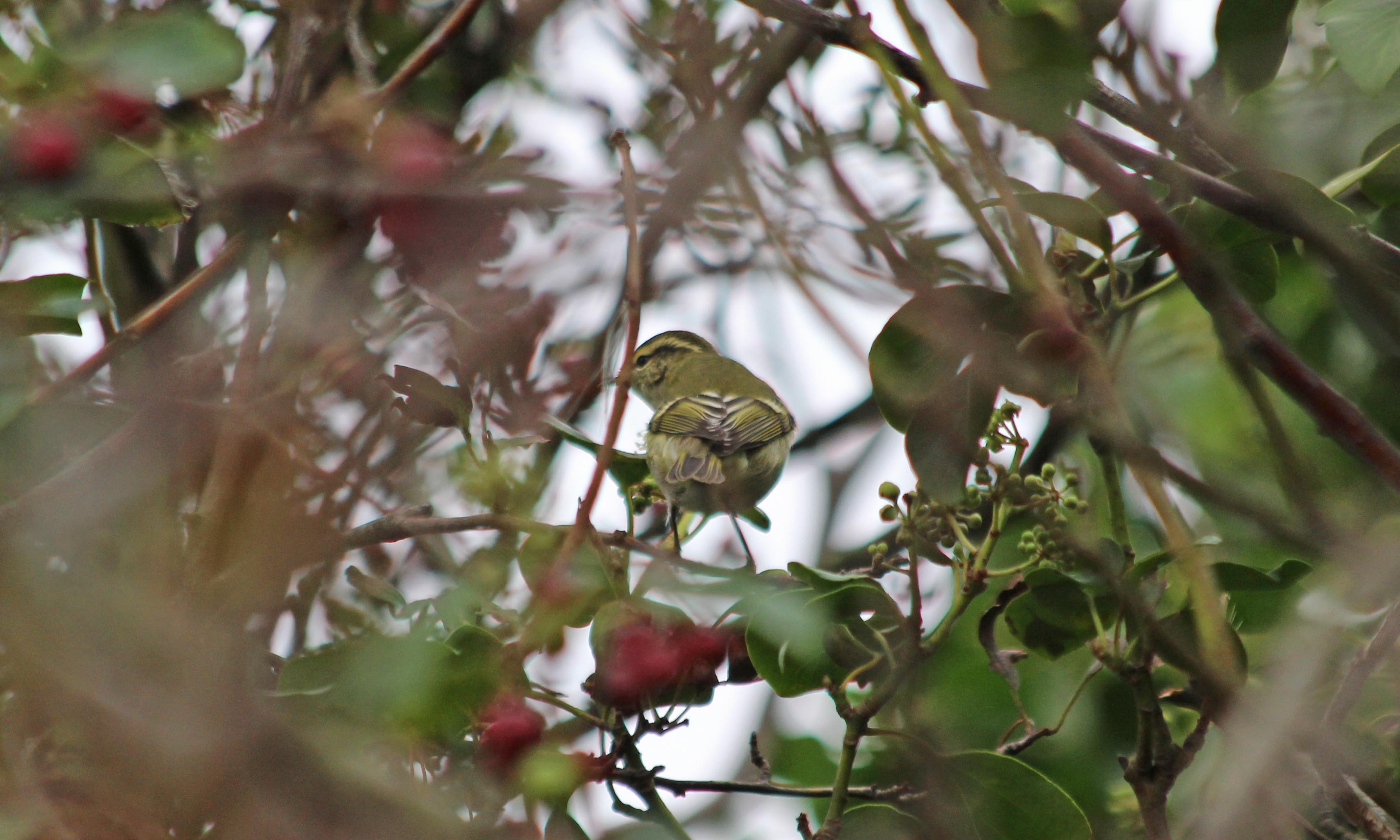 201006 yellow-browed warbler (4)