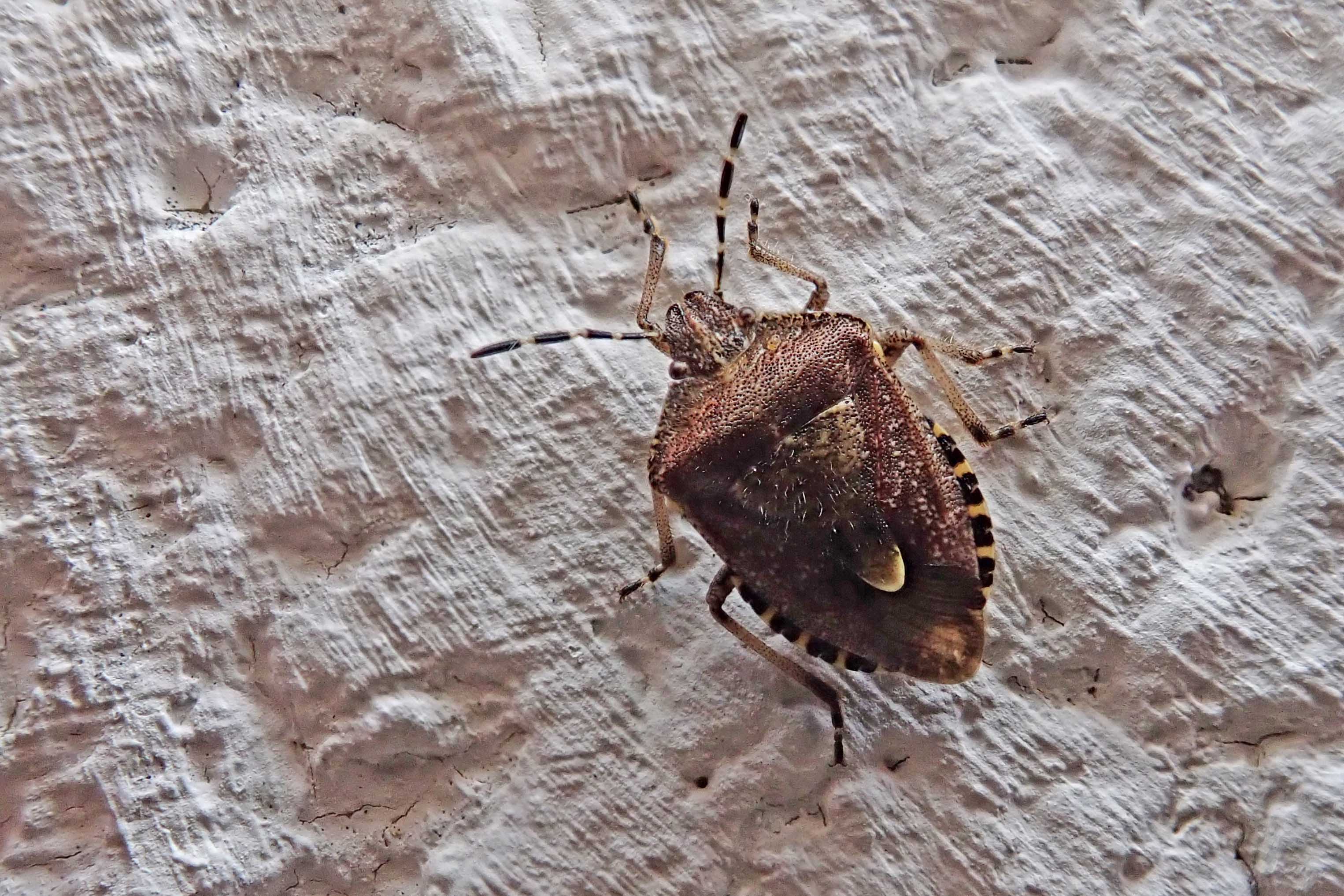 201007 hairy shieldbug