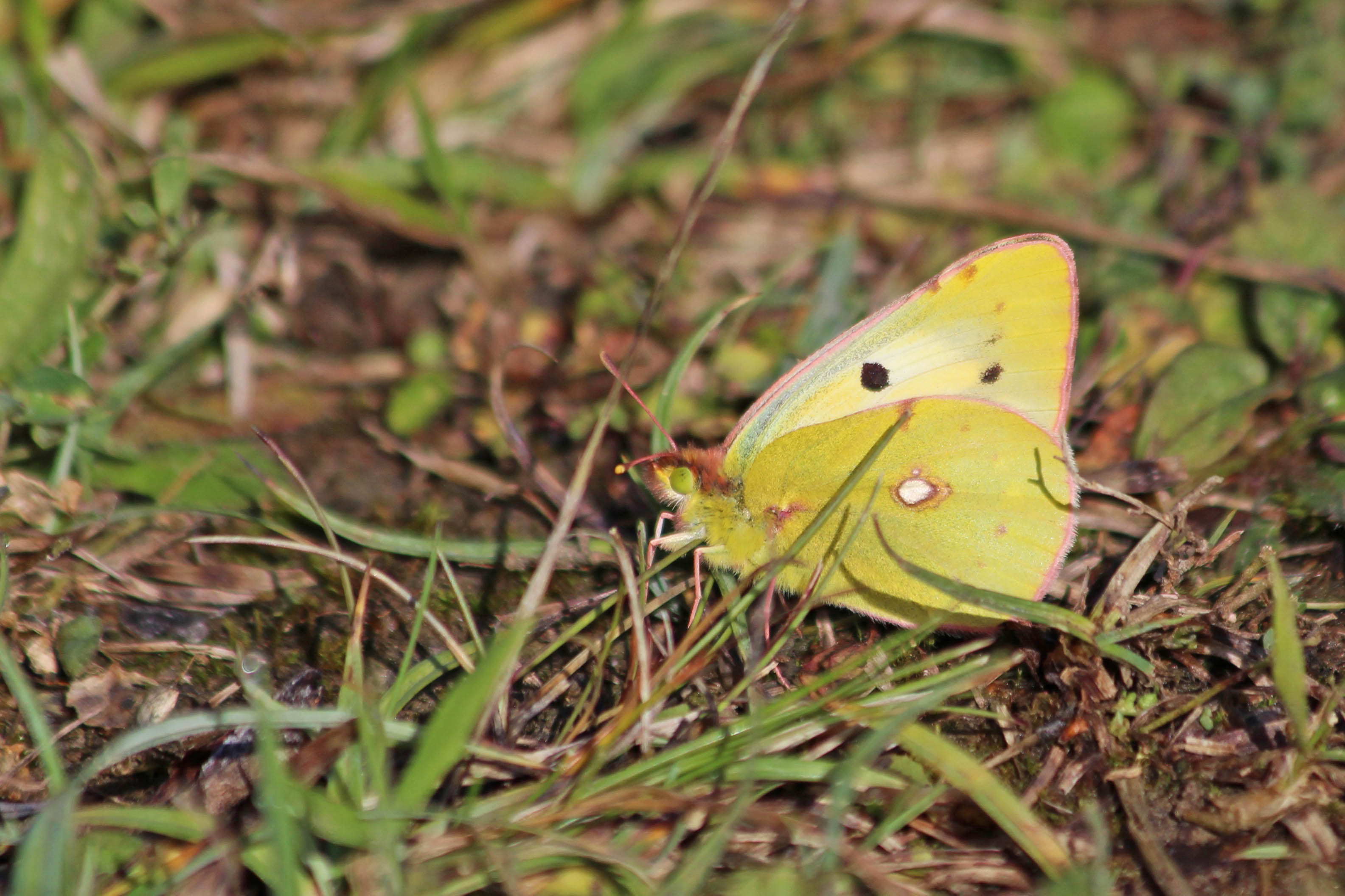 201008 clouded yellow