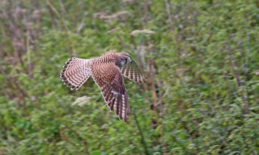201009 kestrel (1)