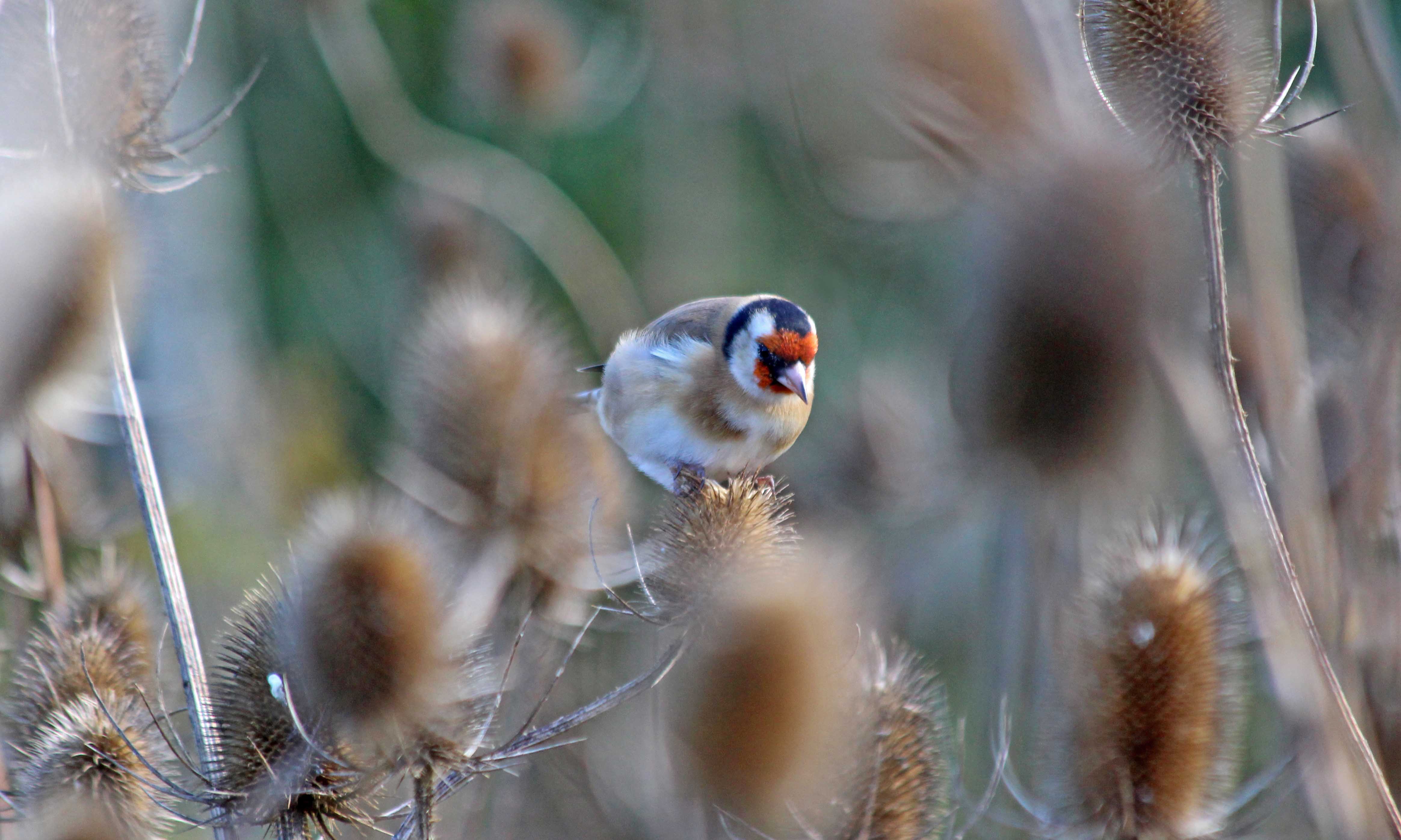 201013 goldfinch (1)