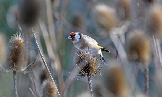201013 goldfinch (2)