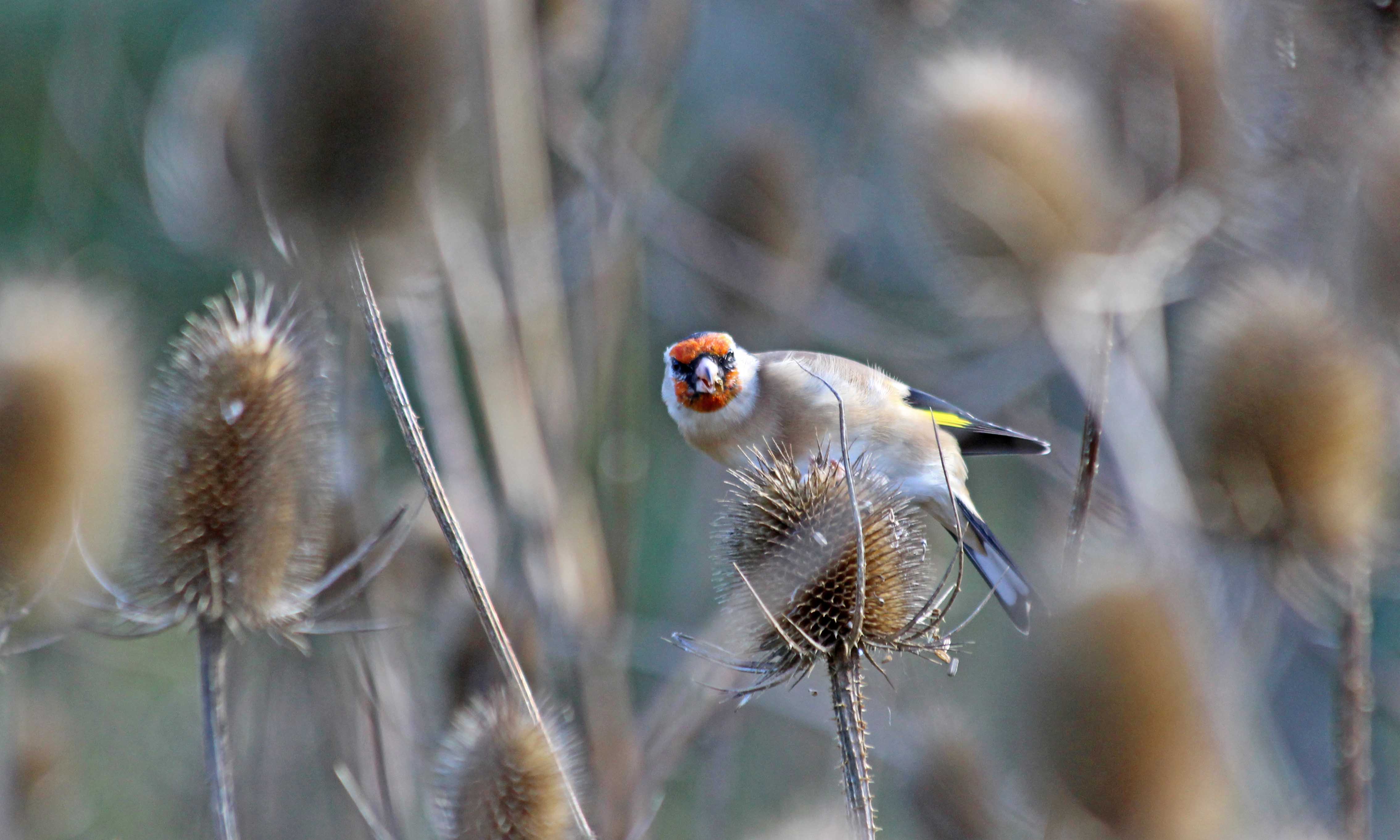 201013 goldfinch (3)