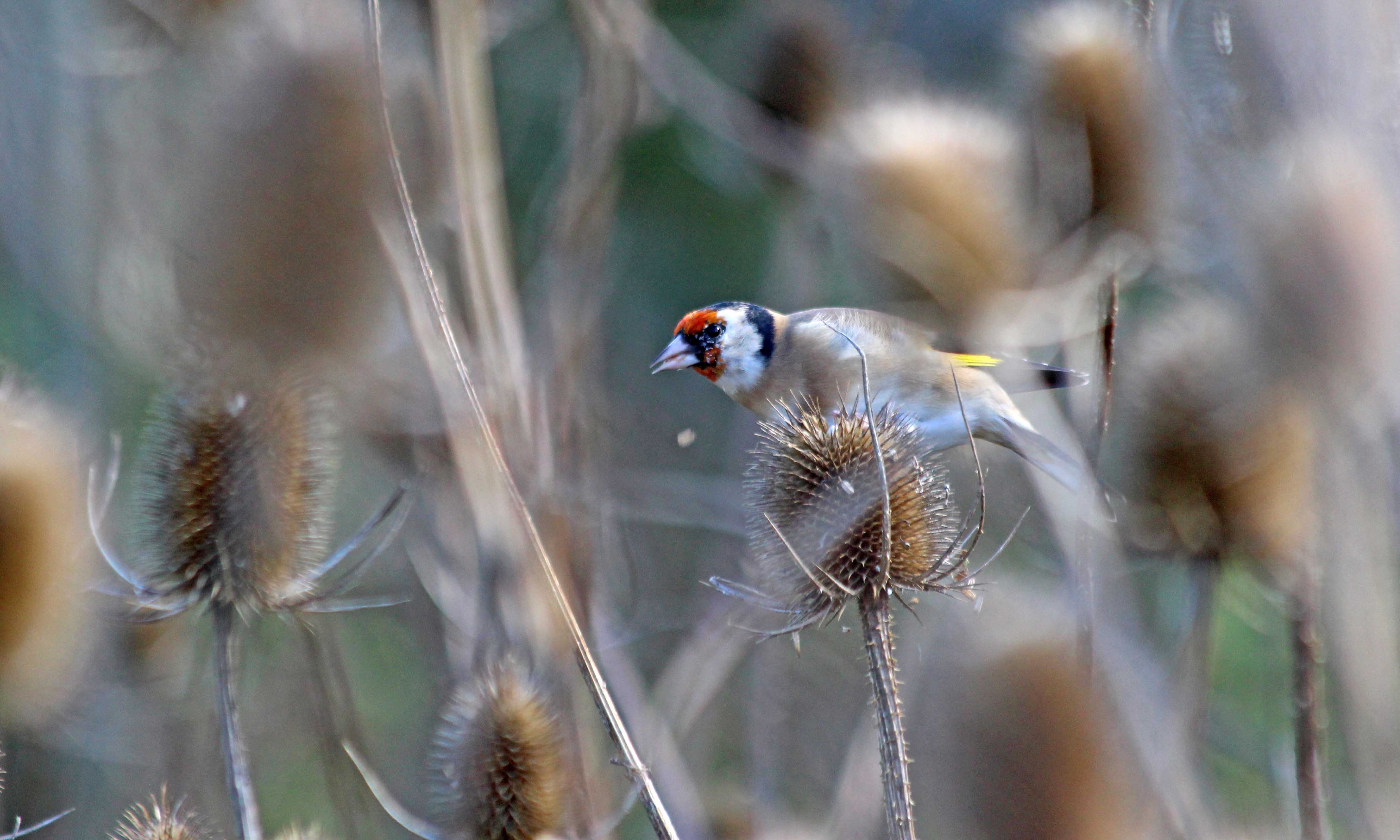 201013 goldfinch (4)