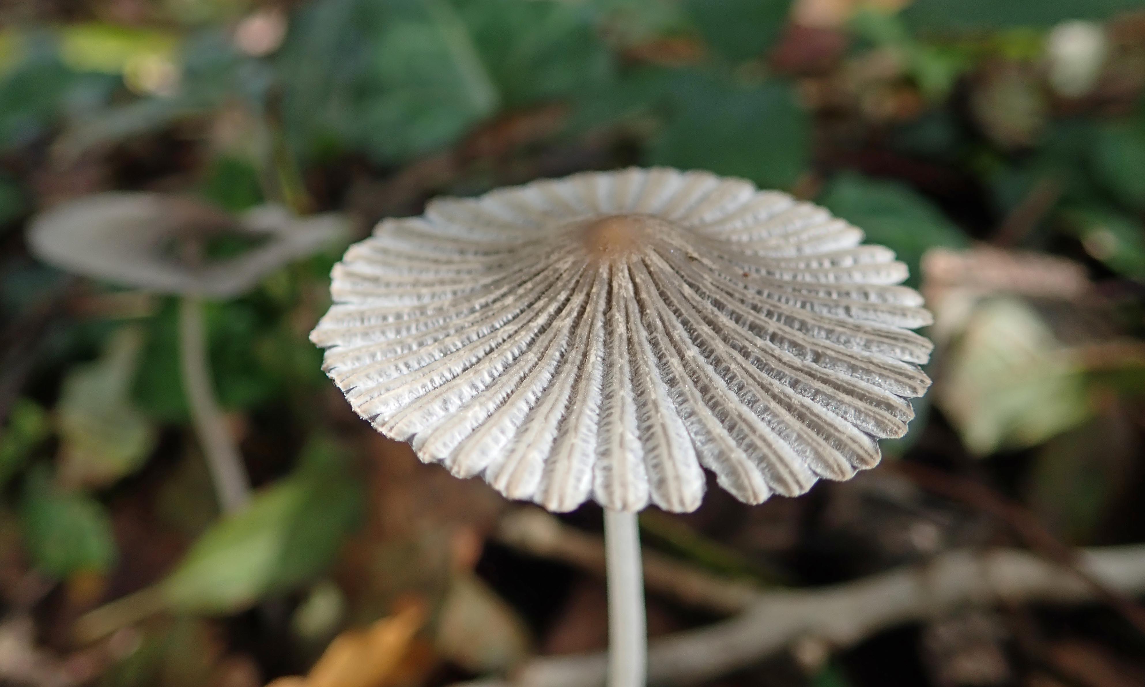 201014 pleated inkcap (2)