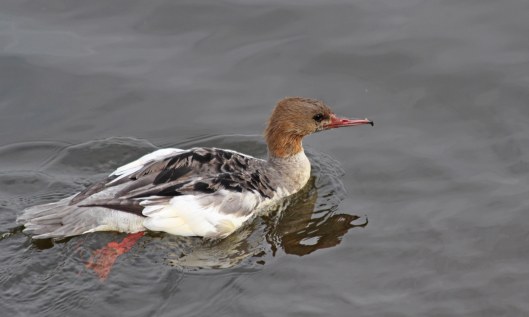 201017 goosander (1)