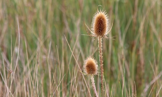 201018 seedheads (1)