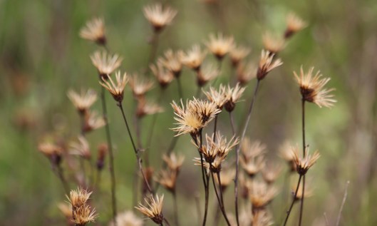201018 seedheads (3)