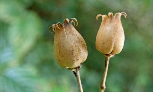 201018 seedheads (5)