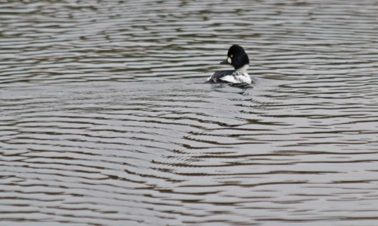 201020 goldeneye (2)