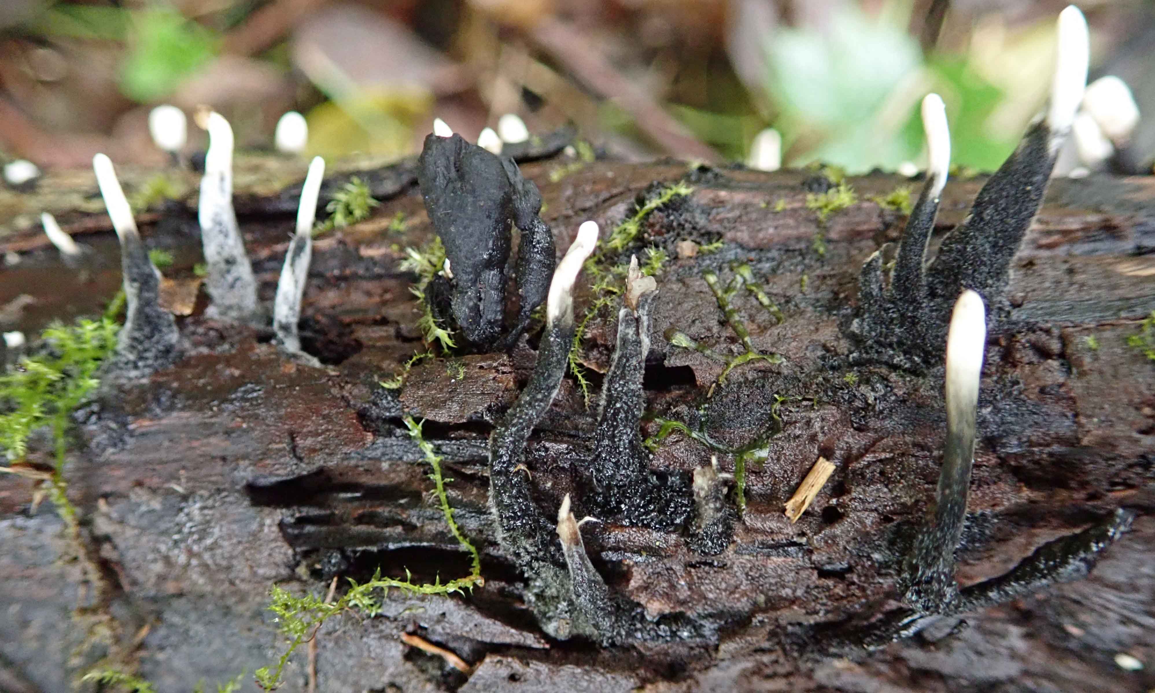 201023 candlesnuff (2)