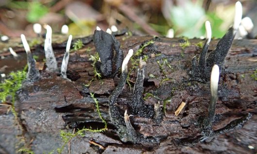 201023 candlesnuff (2)