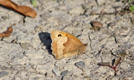 201024 meadow brown 200918