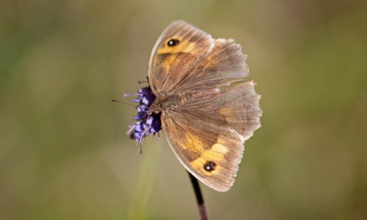201024 meadow brown 200925