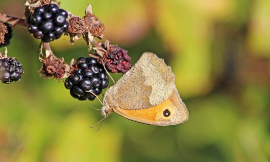 201024 meadow brown 200927